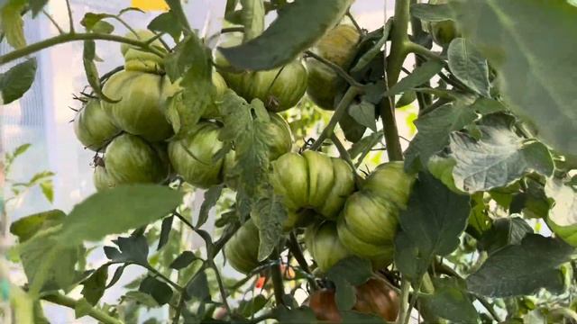 КАКОЙ УРОЖАЙ ТОМАТОВ 🍅СОБРАЛА В О.Г 11 августа 👩🌾? смотреть онлайн