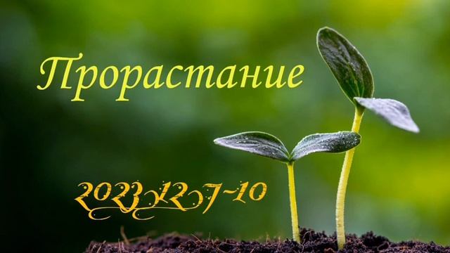 Прорастание