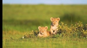 Видео 4К шд 5К ТВ Красотище 👍Релакс