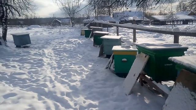 Синицы на пасеке/СПАСАЕМ УЛЬЯ И ПЧЕЛ ОТ ПТИЦ смотреть онлайн