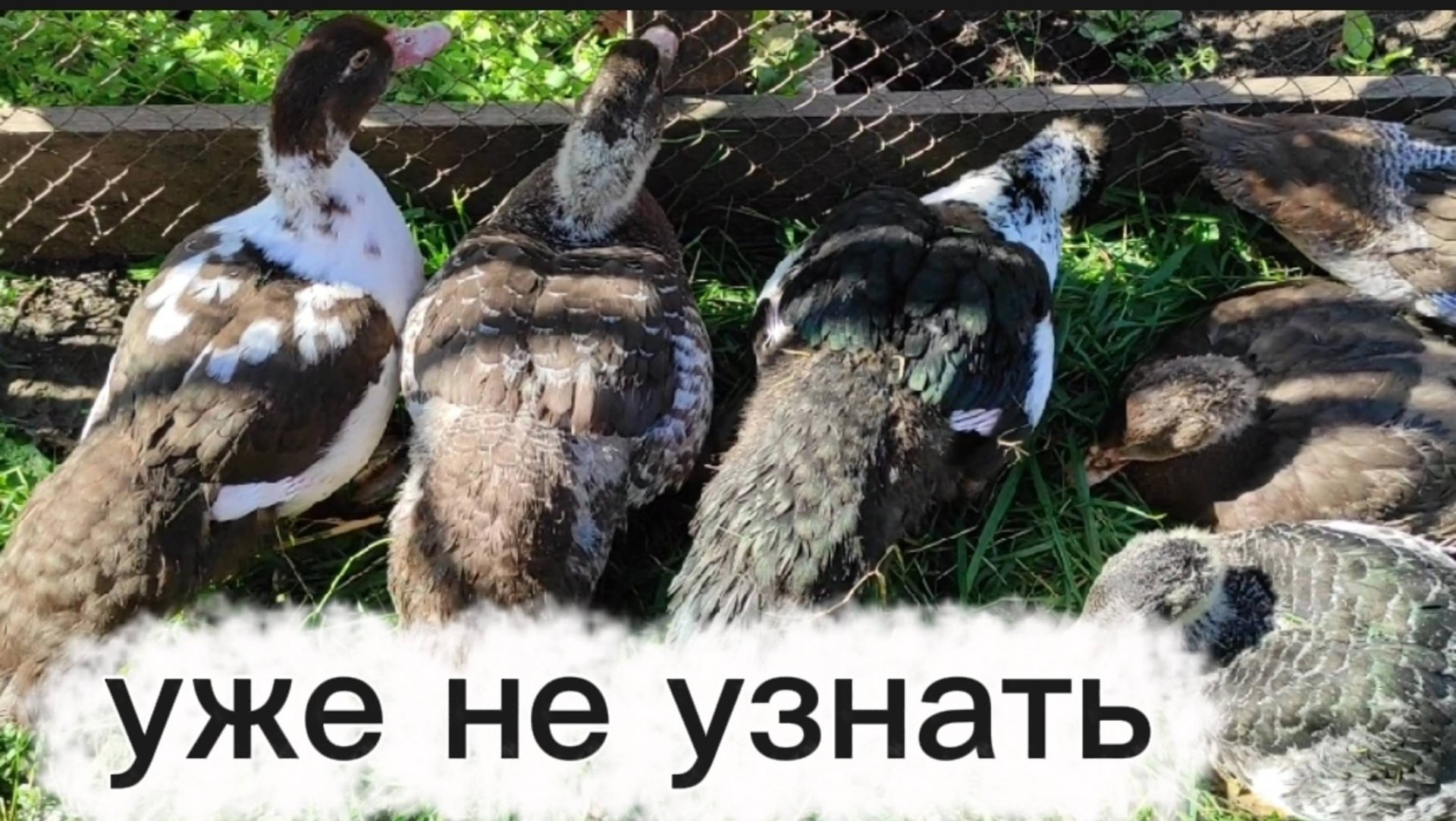 Уточек уже не узнать. смотреть онлайн