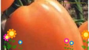 Томат обыкновенный Олеся. Краткий обзор, описание хар?