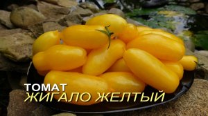 Томат ЖИГАЛО ЖЕЛТЫЙ. Обзор сортов ТОМАТОВ!