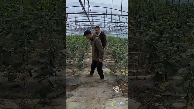 Восстанавливаем растения огурца после стрессовых усл смотреть онлайн