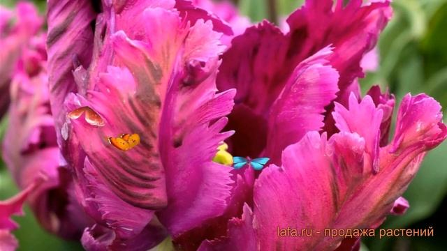 Тюльпан обыкновенный Негрита Пэррот (tulipa) 🌿 обзор: ка?