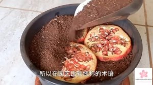 Как вырастить гранат из косточки в домашних условиях -
