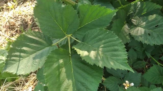 Ежевика Вон,изучаю особенности сорта