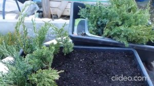 Черенкование можжевельников