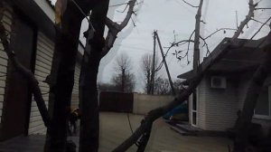 ЗОЛОТЫЕ ПРАВИЛА ОБРЕЗКИ ЯБЛОНИ  РАБОТА С ВОЛЧКАМИ