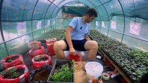 Найсмачніший томат. Томат Мадрид. Правильна посадка р?