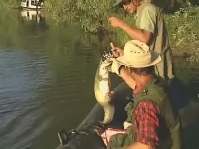 В каких местах в различные времена года можно встретить Обыкновенного сома (Wels) — Silurus glanis ? смотреть онлайн