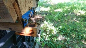 Кенийский улей - год эксплуатации