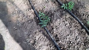 Подключение еврокуба для полива. Капельный полив без ?