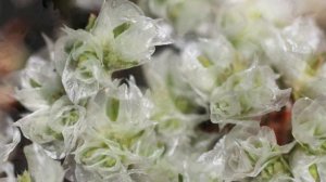 Редкие вечнозелёные почвопокровные растения для сада