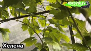 Виноград. Сорт ХЕЛЕНА. Полное описание и рекомендации