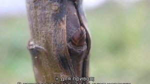 Как привить грушу