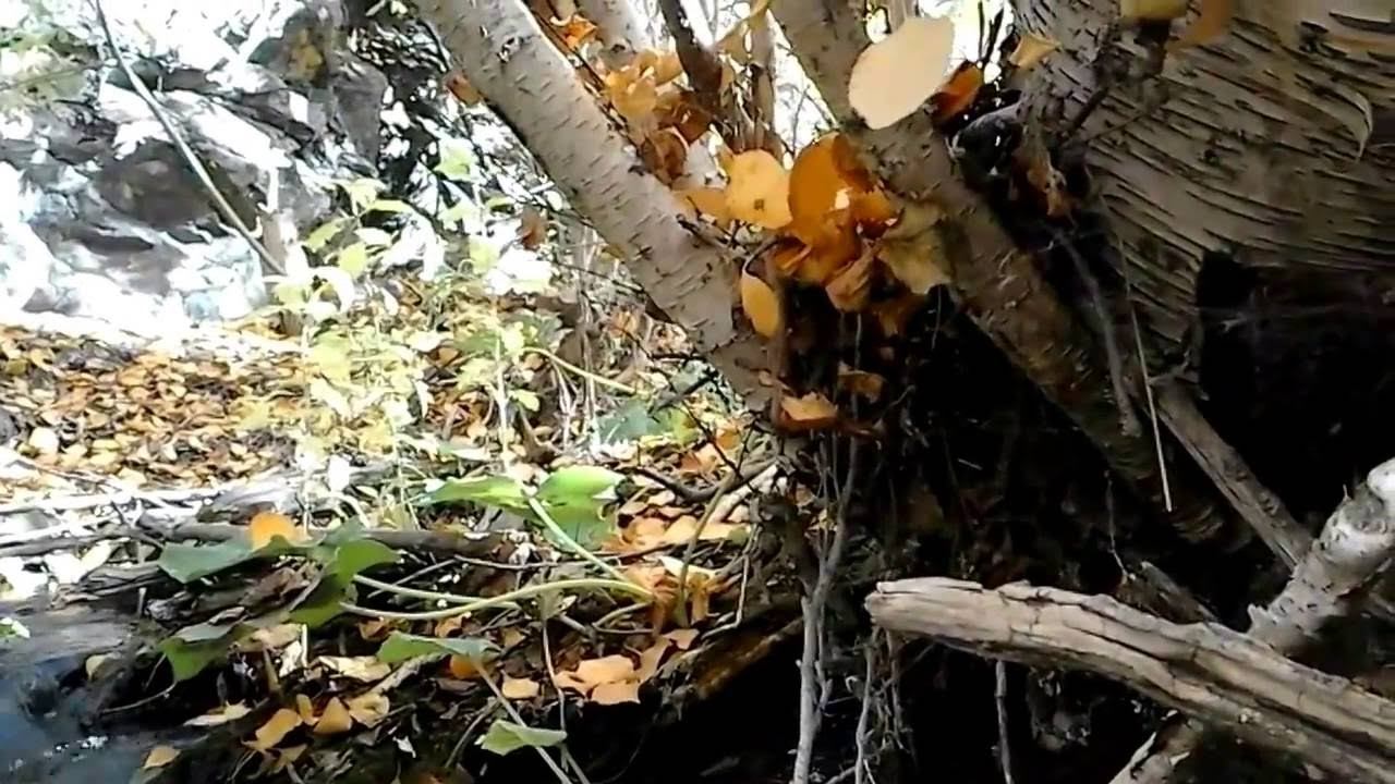 Природа Казахстана, костанай, денисовка смотреть онлайн