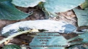 Как вылечить огурцы в теплице от белой гнили