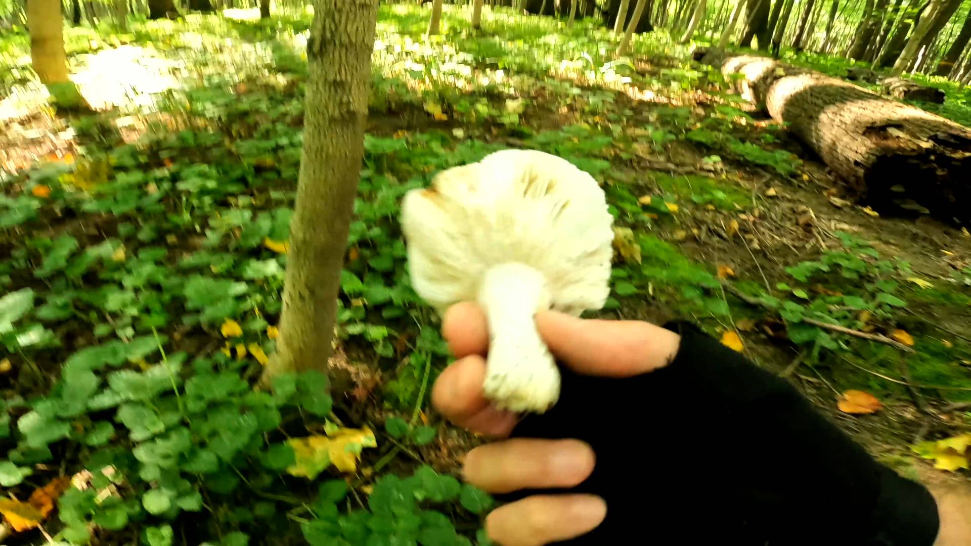 Есть ли Грибы в Измайлово ? Поехал в Лес на Велосипеде. смотреть онлайн