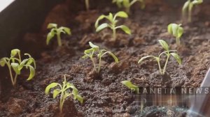 Как никотиновая кислота ускоряет рост растений