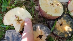 СОРТ ЯБЛОНИ БЕЛОРУССКОЕ СЛАДКОЕ ОБЗОР 22 09 23