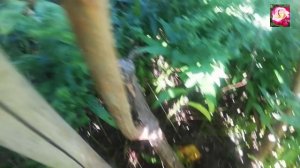 ВЫСОКОРОСЛЫЕ ГОРТЕНЗИИ. ОСОБЕННОСТИ