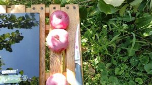 Яблоня Ред лав Эра/Redlove Era