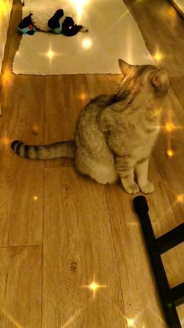 боролись во  мне два человека... #юмор #приколысживотными #кошкасоня #смех #прикол 10-09-2025