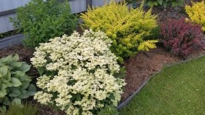 7 июля 2025 г. Раннецветущая Метельчатая  Гортензия Поли?