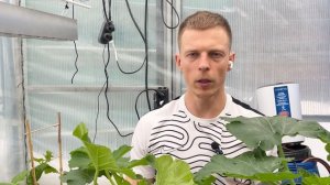 Как вырастить кабачки дома в горшке
