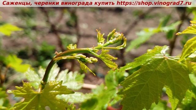 Весенняя обломка лишних побегов винограда. Как понять