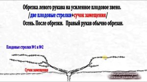 🍇 Как УСИЛЕННОЕ ПЛОДОВОЕ звено на винограде применяю