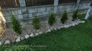 ✅Прирост  туй  СМАРАГД  за  один  сезон!