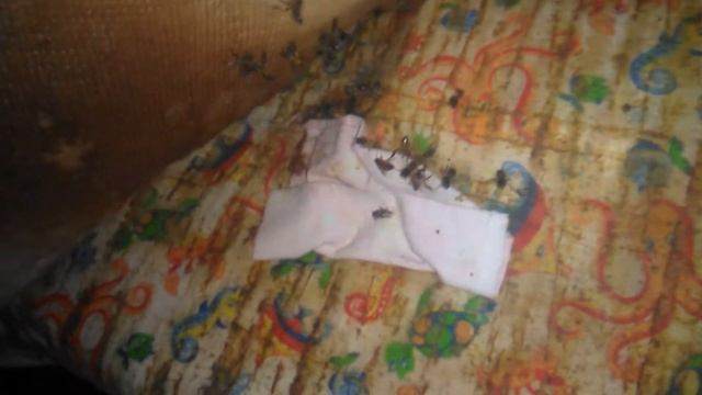 Пчелы Зима Корм смотреть онлайн