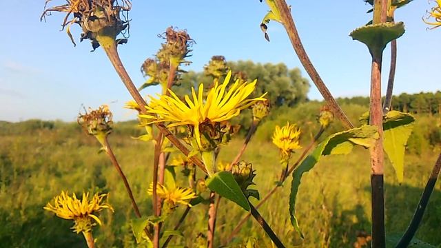 Как растёт девясил