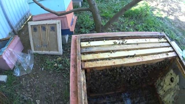 Отводки по методу пчеловодства 