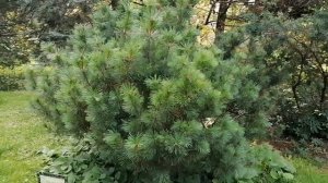 Кедровый стланик (Pinus pumila)