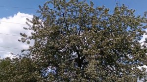 Майский мёд с каких медоносов пчелы собирают на Средн?