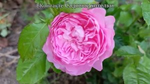 4. Роза Шанталь Мерье (Chantal Merieux)