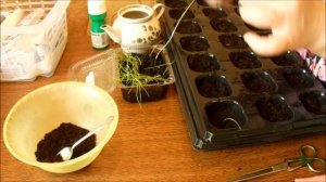 ПРАВИЛА ПИКИРОВКИ ЛУКА "ЭКСИБИШЕН"