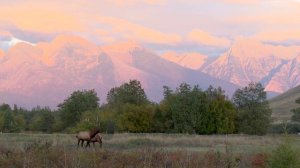 Флешмоб иностранных студентов #петь_по-русски