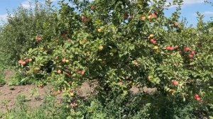 Приступили к сбору яблок летних сортов Бессемянка, Ко?