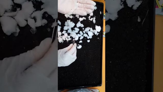 Посев семян Петунии и Анютиных глазок