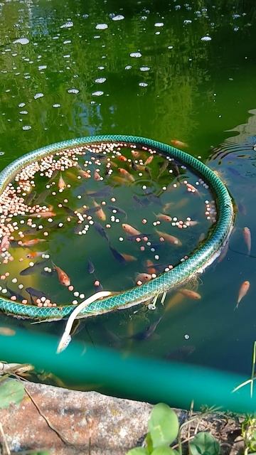 Карасики подростают.