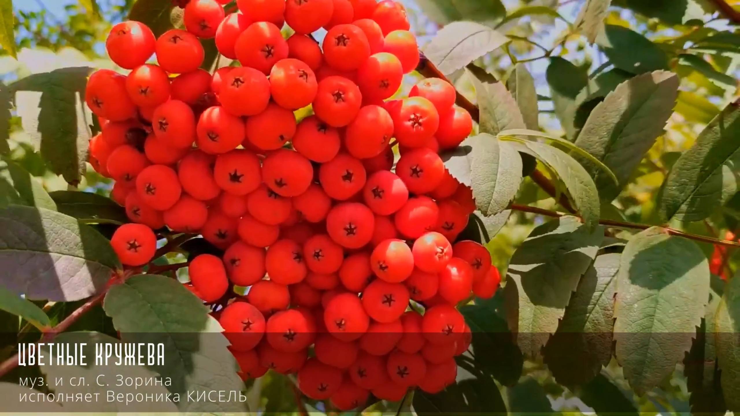 Цветные кружева