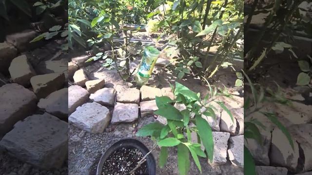 Гортензия Белый медведь,Геркулес,Фантом,Буддлея Дави смотреть онлайн