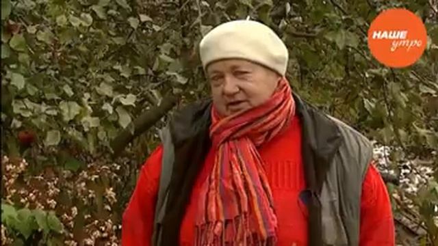 Размножаем черноплодную рябину