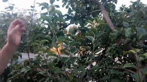 Окулировка. Сорт яблони "Белорусский синап"