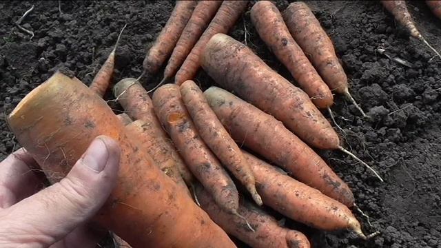 Обрезка моркови и свёклы перед хранением