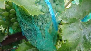 Виноград кишмиш Рататуй на 11.08.25 Харьков